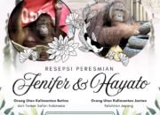 Jennifer dan hayato resmi dipasangkan di jepang, perkuat konservasi orangutan kalimantan jennifer dan hayato resmi dipasangkan di jepang, perkuat konservasi orangutan kalimantan