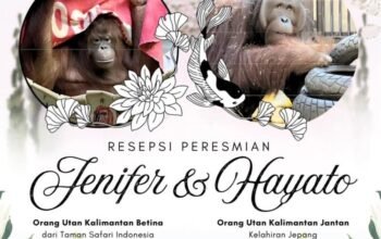Jennifer dan hayato resmi dipasangkan di jepang, perkuat konservasi orangutan kalimantan jennifer dan hayato resmi dipasangkan di jepang, perkuat konservasi orangutan kalimantan