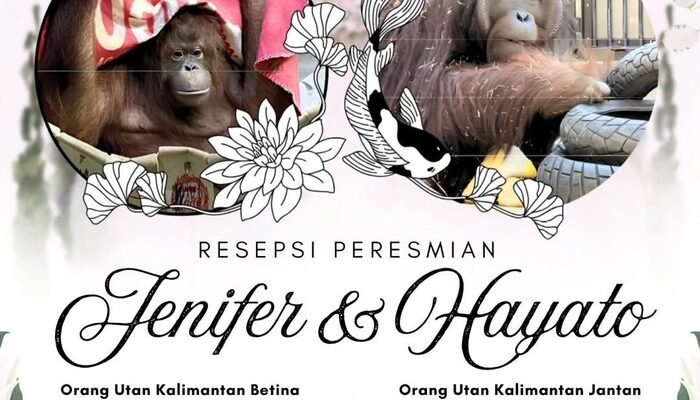 jennifer dan hayato resmi dipasangkan di jepang, perkuat konservasi orangutan kalimantan
