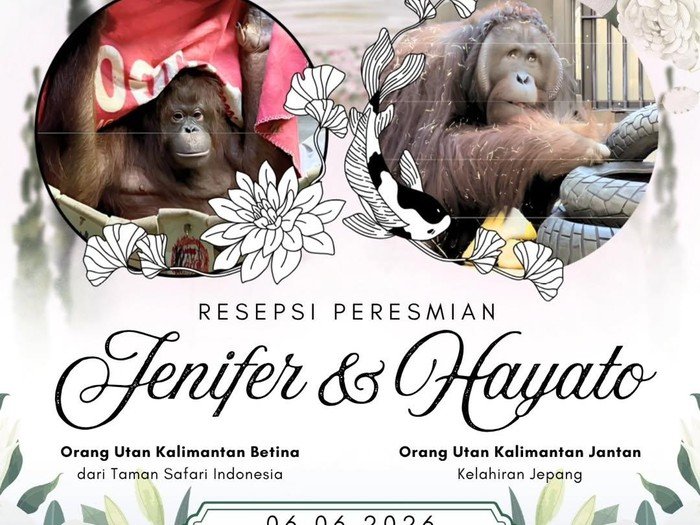jennifer dan hayato resmi dipasangkan di jepang, perkuat konservasi orangutan kalimantan